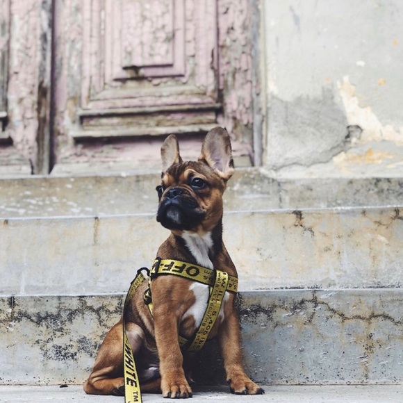 Off-White Other - Off-White Industrial Yellow logo dog harne…